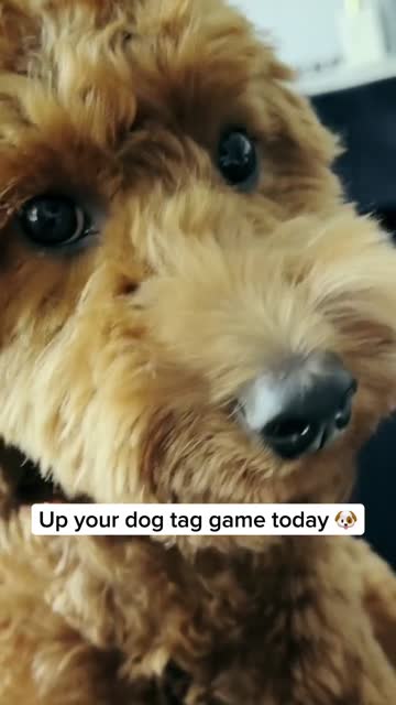 SiliDog ad frame at 0:28: "Up your dog tag game today"